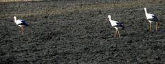 Stork family