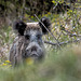 20250421_Stemberghaus_Talsperre