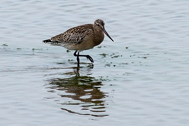 20140910 5028VRAw [NL] Pfuhlschnepfe (Limosa lapponica), Terschelling