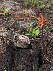 Location marker in a Longleaf pine savannah in the Apalachicola National Forest, Liberty County Florida