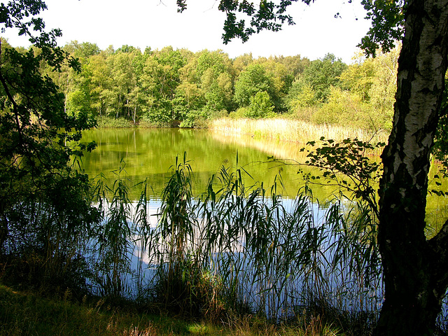 Haarteich in der Boberger Niederung