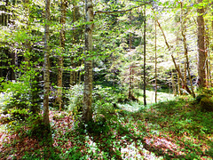 Frisches Grün im Ammerwald. Fresh green in the Ammerwald. ©UdoSm
