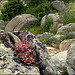 Stonecrop on granite
