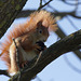 Eichhörnchen im Rosensteinpark