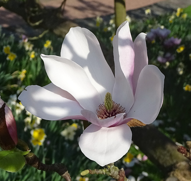 Magnolie