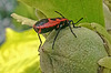 20151004 144829Hw [D~RI] Feuerwanze, Hibiskus, Rinteln