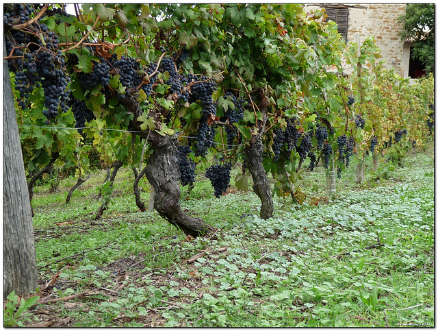 Gap da Giulio  nel 2010