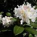 Rhododendron