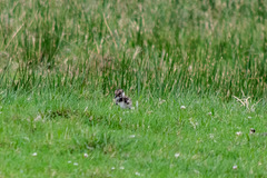 Lapwing chick