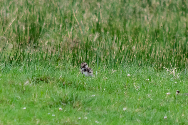 Lapwing chick