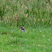 Lapwing chick