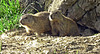 Zwei junge Alpen-Murmeltiere ... sehr neugierig !