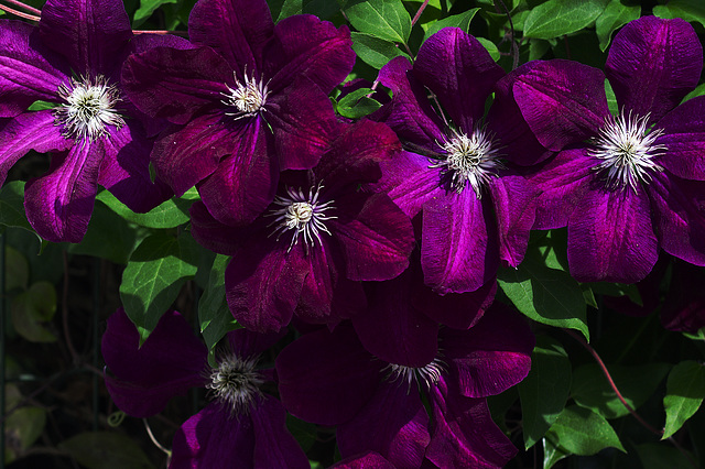 Clématites.