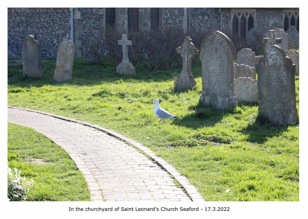 Seagull in the churchyard of Saint Leonard’s Church Seaford - 17 3 2022