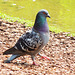 1 (137)...austria pigeon taube