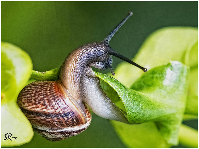 Garden Snail