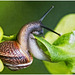 Garden Snail