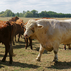 Rinderherde Gut Breite (2)