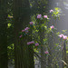 Redwoods and Rhododenrons