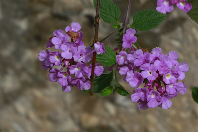 Riverwalk Flowers
