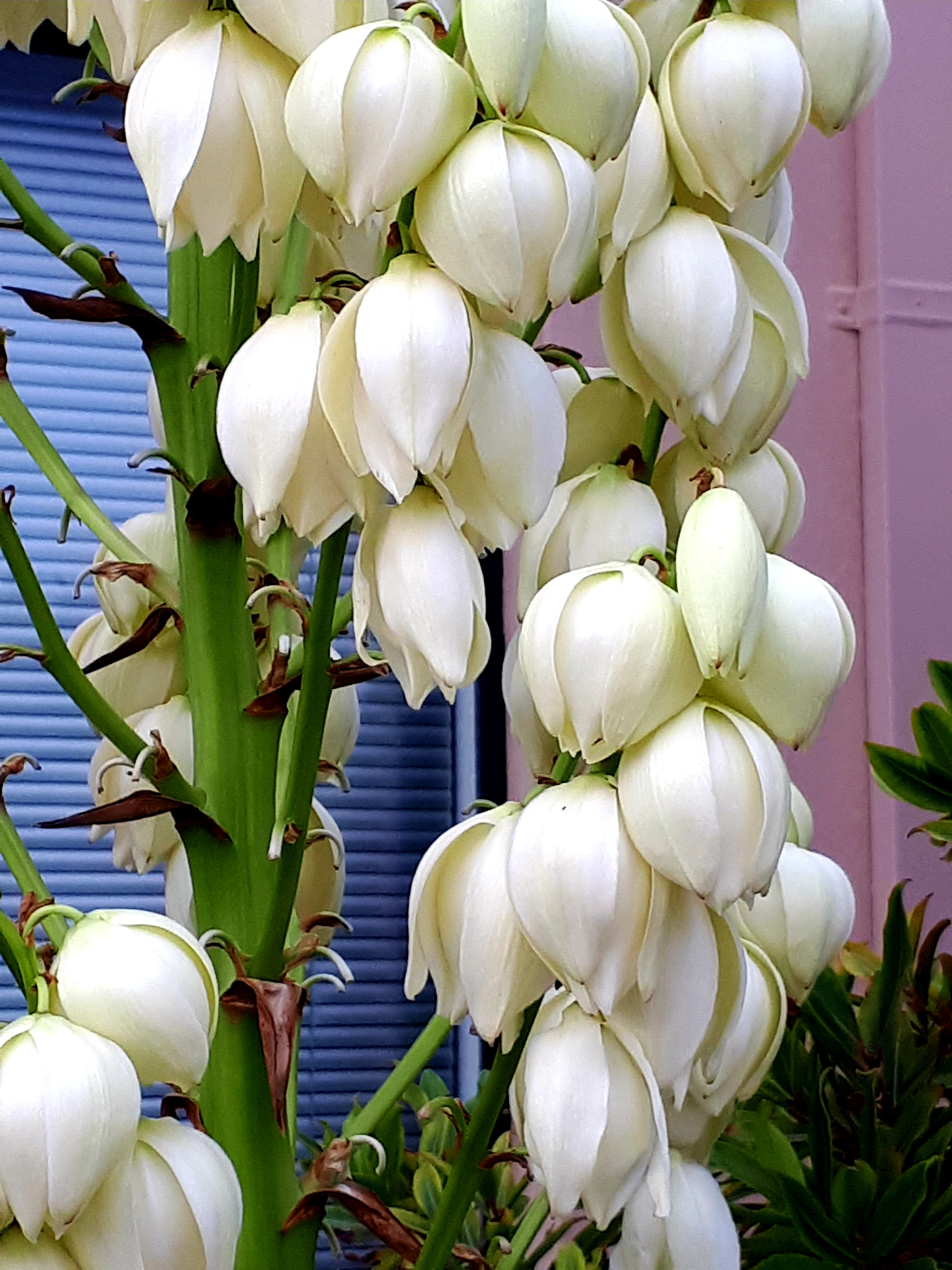 White bells (on explore )