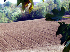 Automn fields