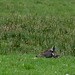 Lapwing Mum and chick