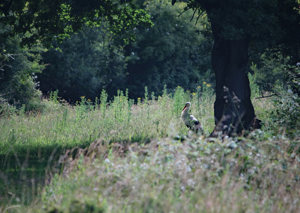 Stork on the ground