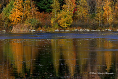 Les couleurs de l'automne