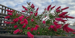 Callistemon