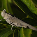 Carolina Locust 2