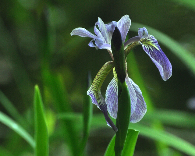 st bruno Iris june 2015 CSC 1881