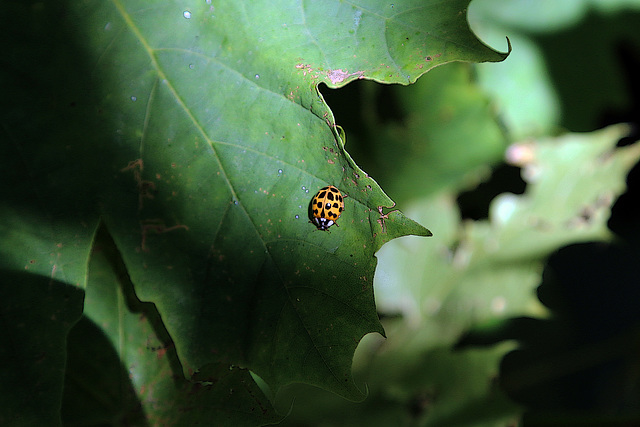 Coccinelle asiatique