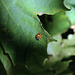 Coccinelle asiatique