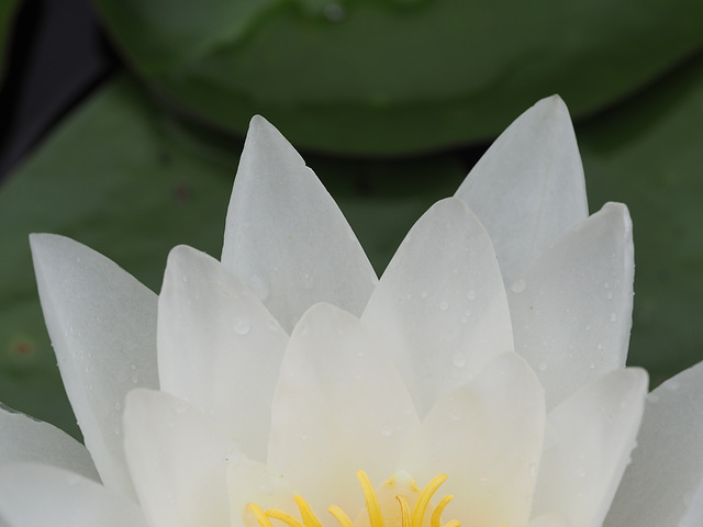 Water Lilly