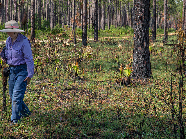 Longleaf pine savannah in the Apalachicola National Forest, Liberty County Florida with Virginia Craig