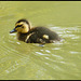 duckling on the canal