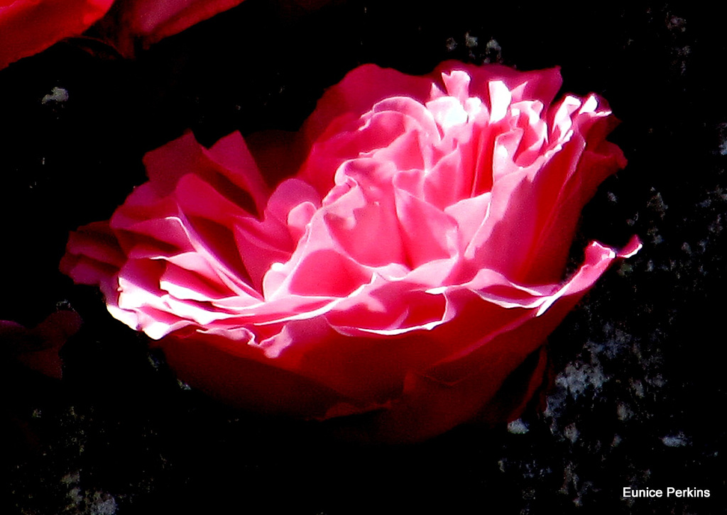 Rose Opening.
