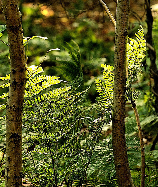 Ferns 3