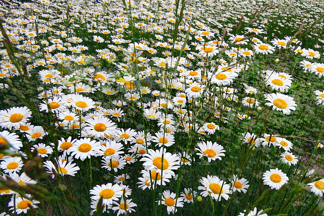 A daisy meadow...