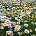 A daisy meadow...