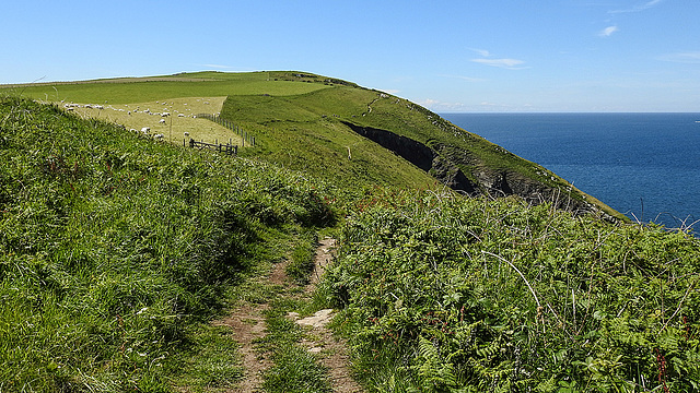 20190610 4973CPw [R~GB] Wanderung auf dem Pembrokeshire-Coast-Path, Cwm yr Eglwys, Dinas, Wales