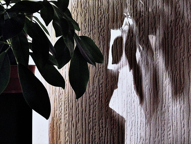 The Plant In The Corner 5