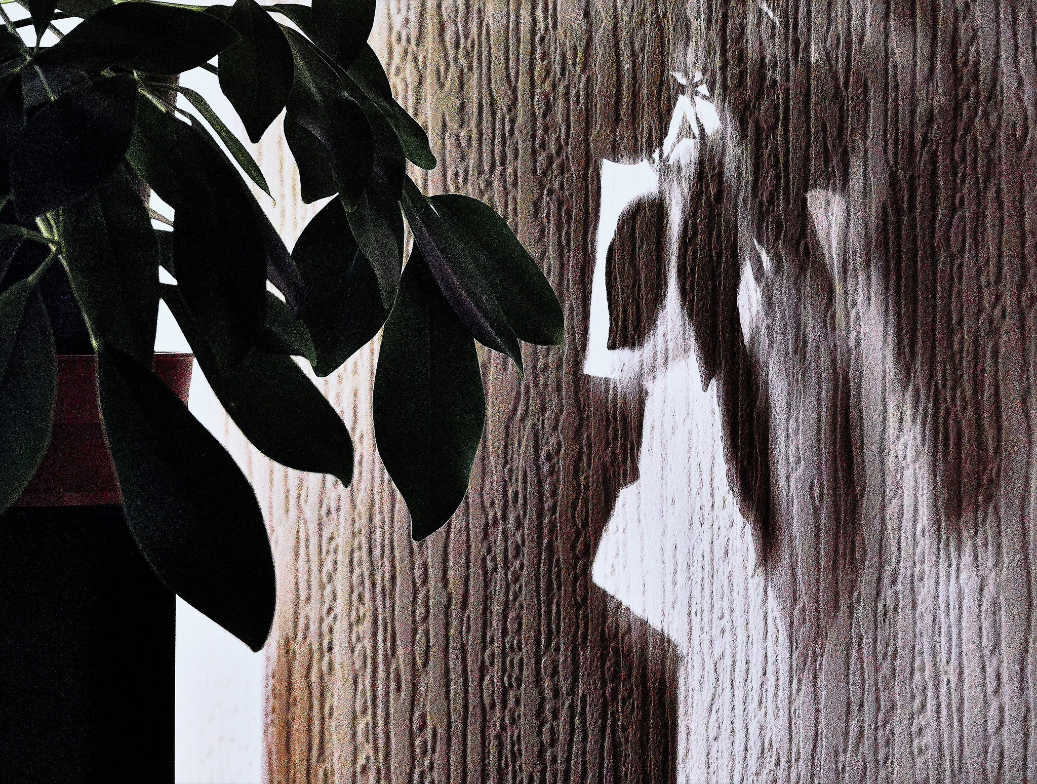The Plant In The Corner 5