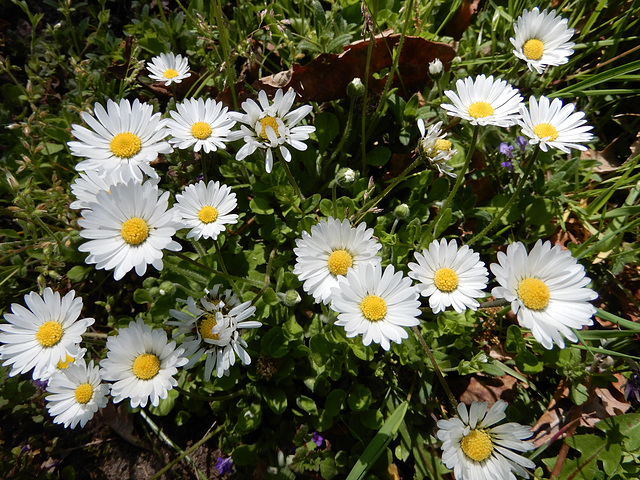 Gänseblümchen (Bellis perennis)