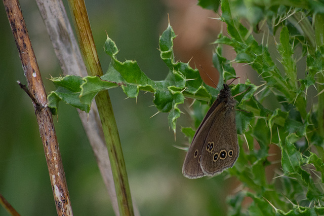 Ringlet Butterfly