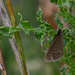 Ringlet Butterfly