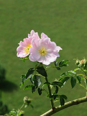 églantier (Rosa canina)_Embrun