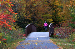 Les couleurs de l'automne