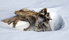 quand la neige rend hommage aux arbres